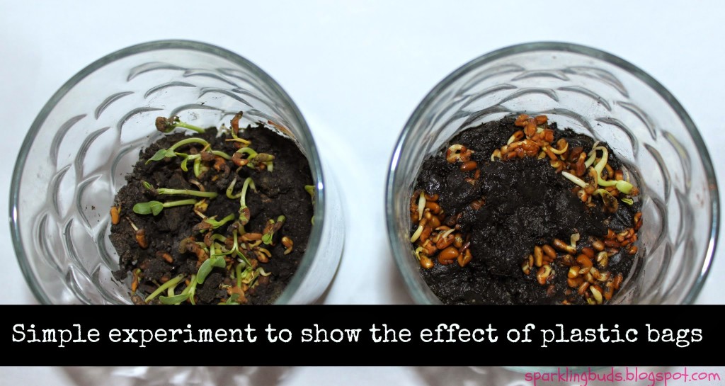 Plant experiment ideas for kids